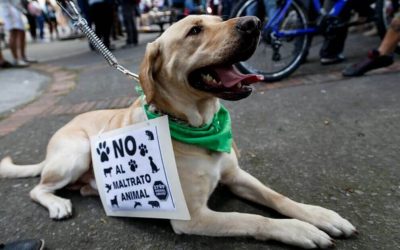EL MALTRATO ANIMAL EN BOGOTÁ ES PREOCUPANTE (COLOMBIA)