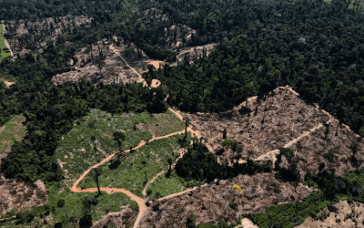 ¿EUROPA NO RECIBIRÁ MÁS PRODUCTOS DE ÁREAS DEFORESTADAS?