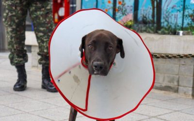 NEGRITA, LA CANINA QUE MOTIVÓ UNA ALIANZA ENTRE LAS AUTORIDADES PARA AYUDAR A MASCOTAS SIN HOGAR (COLOMBIA)