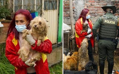 CRIADEROS ILEGALES DE PERROS Y GATOS, UNA PRÁCTICA QUE SIGUE CRECIENDO EN BOGOTÁ (COLOMBIA)