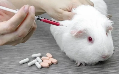 SABIAS QUÉ: A PARTIR DEL MES DE AGOSTO DE 2024, EMPEZARÁ A REGIR EN COLOMBIA LA LEY QUE PROHÍBE LA EXPERIMENTACIÓN CON ANIMALES PARA FINES COSMÉTICOS?