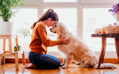 SABIAS QUÉ: ¿ESTÁ EN MARCHA PROYECTO DE LEY QUE PIDE CONCEDER DÍAS DE LUTO POR MUERTE DE MASCOTA? (COLOMBIA)