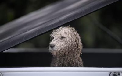 DISTRITO PREVÉ ACCIONES PARA EL CUIDADO DE LOS ANIMALES POR FENÓMENO DE LA NIÑA (BOGOTÁ – COLOMBIA)