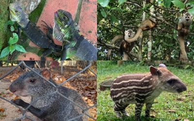SABIAS QUE: EN LO CORRIDO DEL AÑO, 2.247 ANIMALES SILVESTRES PROVENIENTES DEL DECOMISO Y TRÁFICO ILEGAL EN COLOMBIA, HAN SIDO DEVUELTOS A SU HÁBITAT NATURAL?