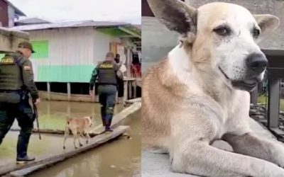 PERSONAJE DE LA SEMANA: MOCHO, EL HÉROE DE CUATRO PATAS QUE ACOMPAÑA FIELMENTE LOS PATRULLAJES DE LA POLICÍA EN CHOCÓ: UN SÍMBOLO DE AMOR Y LEALTAD (COLOMBIA)