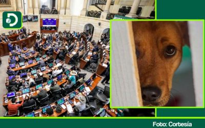 SABIAS QUÉ: ¿COLOMBIA AVANZA EN LA PENALIZACIÓN DE LA ZOOFILIA?
