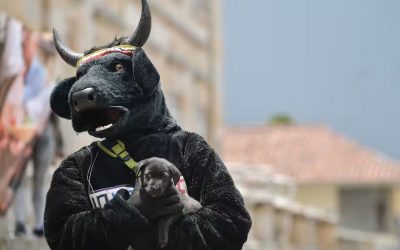 EL MUNICIPIO DE BOLÍVAR QUE BUSCAN MANTENER VIVAS SUS TRADICIONES (CORRALEJAS), PERO DEJANDO DE LADO EL MALTRATO ANIMAL (COLOMBIA)