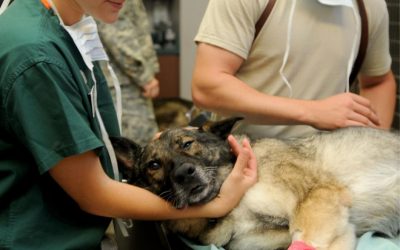 ANNIE HARVILICZ, LA VETERINARIA QUE HA SALVADO A MÁS DE 40 MASCOTAS DE LOS INCENDIOS EN LOS ÁNGELES.