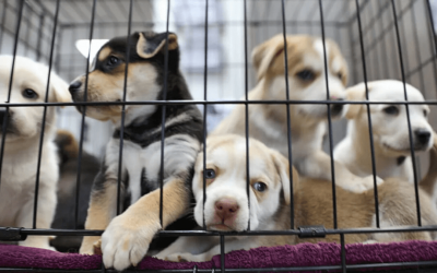 GOBERNADORA KATHY HOCHUL DE NUEVA YORK PROHÍBE LA VENTA DE ANIMALES EN TIENDAS DE MASCOTAS (ESTADOS UNIDOS)