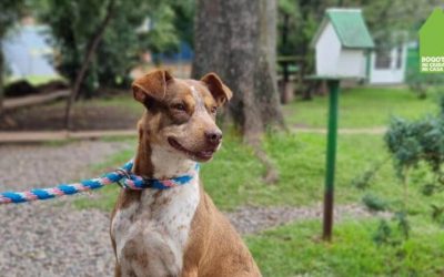 BOGOTÁ ABRE NUEVA LÍNEA EXCLUSIVA PARA REPORTAR CASOS DE MALTRATO ANIMAL (COLOMBIA)
