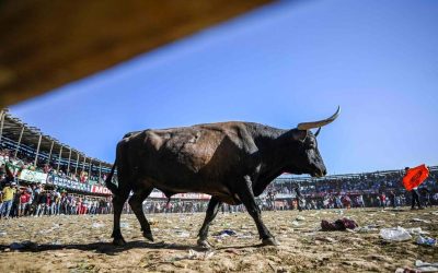 TRADICIONES CRUELES COMO LAS “CORRALEJAS” DEBEN ACABARSE (COLOMBIA)