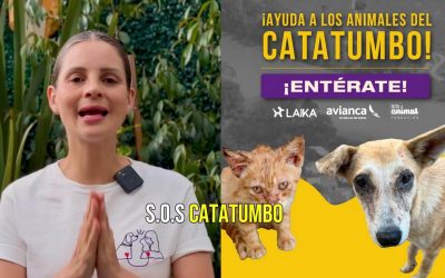 LOS ANIMALES DEL CATATUMBO NOS SIGUEN NECESITANDO (COLOMBIA)