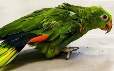 LOS ANIMALES SILVESTRES NO SON MASCOTAS – LAS SECUELAS DEL CAUTIVERIO.
