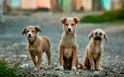 ESTERILIZAR SALVA