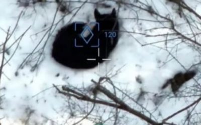 CHAD TAVERNIA , UN DETECTIVE RETIRADO QUE REÚNE A LAS MASCOTAS EXTRAVIADAS CON SUS DUEÑOS