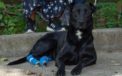 CUIDEMOS A NUESTROS ANIMALES, RESPETEMOS SU CAMINO