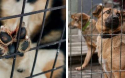 CUNDINAMARCA, PRIMER DEPARTAMENTO DEL PAÍS EN IMPLEMENTAR UNA RUTA INTEGRAL DE ATENCIÓN AL MALTRATO ANIMAL