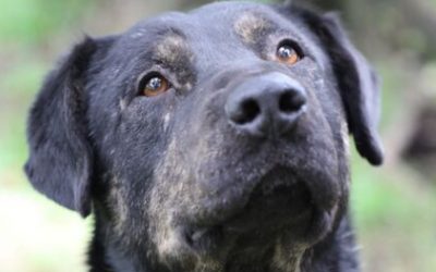 “RENACER”. UN ANIMAL ADULTO ESPERA RENACER DE TU MANO ¡ADOPTA!