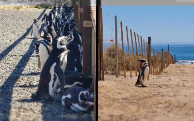 ASOCIACIONES AMBIENTALISTAS ARGENTINAS GANAN QUERELLA POR MATANZA DE PINGÜINOS EN PUNTA TOMBO.