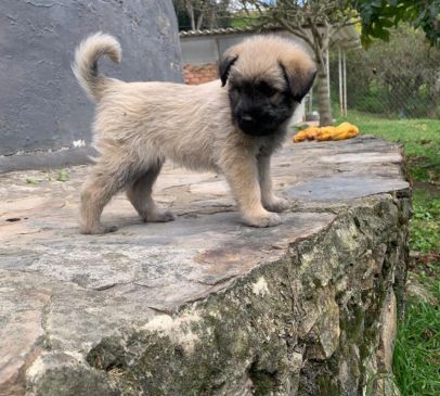 foto lucky