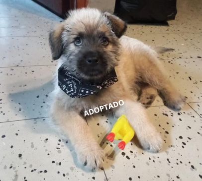 foto lucky
