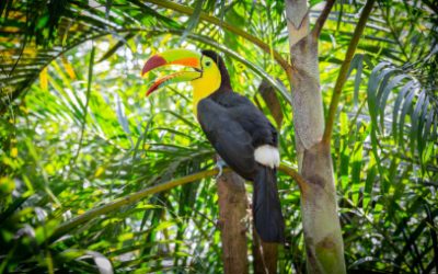 «PROTEJAMOS LA BIODIVERSIDAD” – CAR CUNDINAMARCA