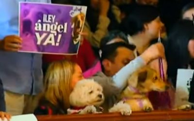 APROBADA «LEY ÁNGEL» QUE AUMENTA LAS PENAS Y CASTIGOS POR MALTRATO ANIMAL EN COLOMBIA