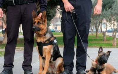 FUE APROBADA LA LEY LORENZO, PARA GARANTIZAR EL BIENESTAR DE LOS PERROS UTILIZADOS EN SEGURIDAD Y VIGILANCIA PRIVADA