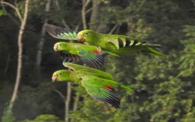 ALEJANDRO RIGATUSO, EL ARGENTINO QUE CONSTRUYÓ UN SANTUARIO PARA GUACAMAYAS, LOROS Y PERICOS