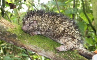 DESCUBREN UNA NUEVA ESPECIE DE PUERCOESPÍN EN COLOMBIA