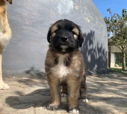 foto lucky