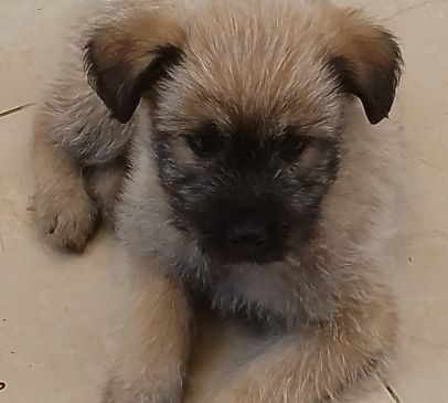 foto lucky