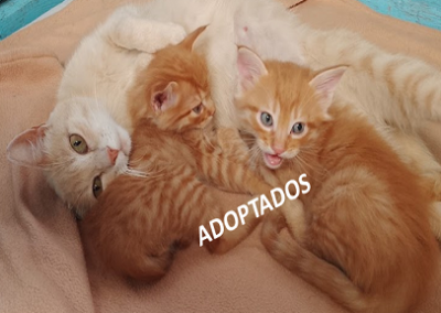 Kaila, leo, Tom