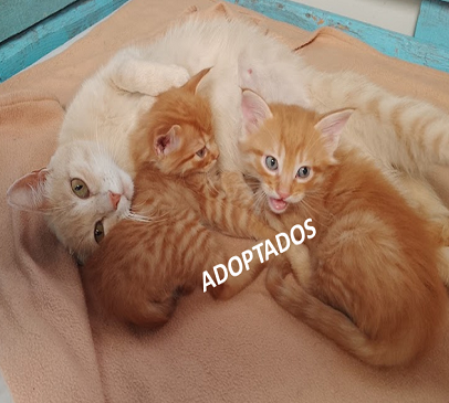 Kaila, leo, Tom