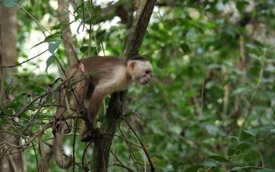 MONOS NO SON TRANSMISORES DE FIEBRE AMARILLA EN COLOMBIA: DESINFORMACIÓN AMENAZA A LOS PRIMATES
