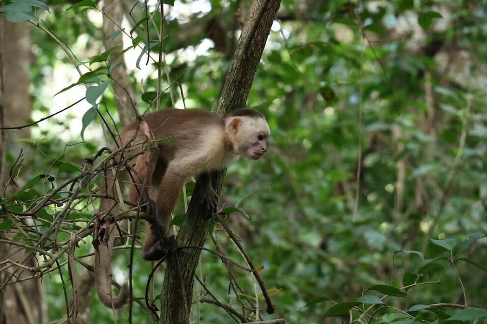 MONOS NO SON TRANSMISORES DE FIEBRE AMARILLA EN COLOMBIA: DESINFORMACIÓN AMENAZA A LOS PRIMATES