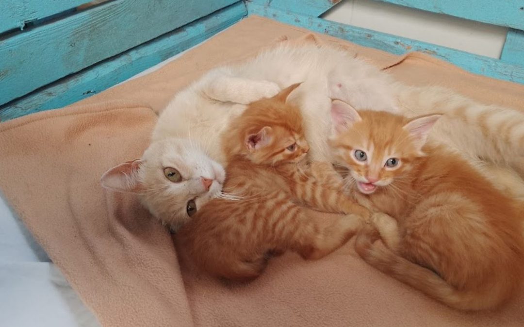 Kaila, leo, Tom