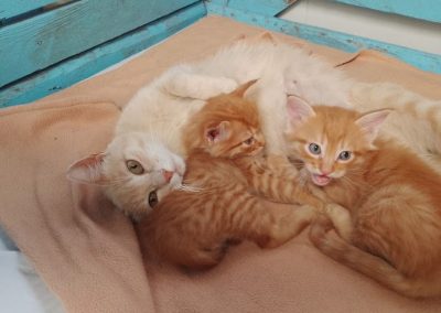 Kaila, leo, Tom
