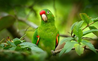 CONCURSO “EL ESPÍRITU DE LOS LOROS”