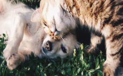 ¿APROBARON LA LEY QUE PROHÍBE EL EMBARGO DE MASCOTAS EN COLOMBIA?