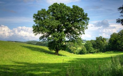EL ARBOL