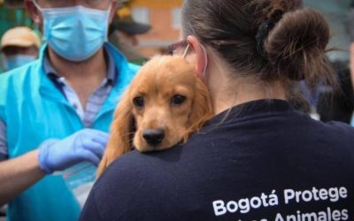 EL CONGRESO DE COLOMBIA APROBÓ LA LEY PARA LA PROTECCIÓN DE ANIMALES EN DESASTRES NATURALES
