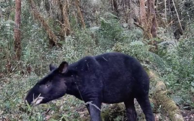 DANÉS CREÓ UNA RESERVA NATURAL EN COLOMBIA, PARA LA CONSERVACIÓN DE ESPECIES EN PELIGRO