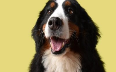 LA NUEVA LEY KIARA CAMBIARÁ LAS REGLAS PARA PELUQUERÍAS, GUARDERÍAS Y PASEADORES CANINOS EN COLOMBIA