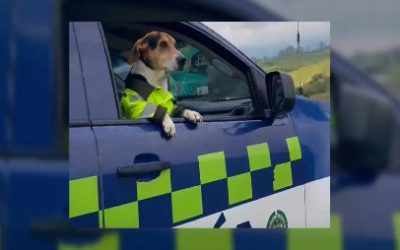 POLICÍAS DE QUINDÍO TRANSFORMAN LA VIDA DE UN PERRO CALLEJERO