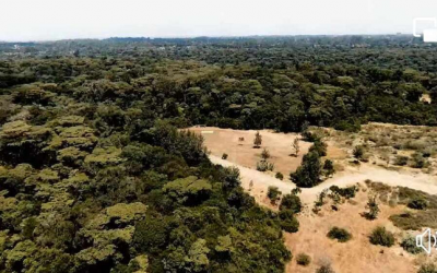 LA CIUDADANÍA DE ÁFRICA LOGRA FRENAR LA LEGALIZACIÓN DE LA TALA EN BOSQUES
