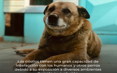 ¡NO LO PIENSE MÁS, ADOPTE UN PERRO CRIOLLO!