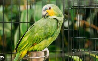 SU HOGAR ES LA NATURALEZA, NO TU CASA