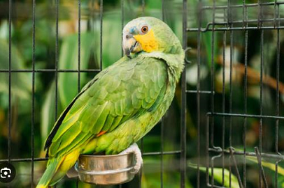 SU HOGAR ES LA NATURALEZA, NO TU CASA