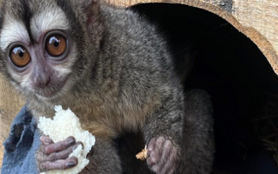 MAGDA MAGALY CARRILLO: LA GUARDIANA QUE CREÓ UN REFUGIO PARA LA FAUNA SILVESTRE EN EL META